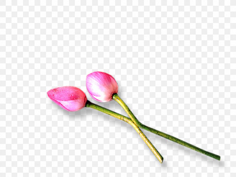 Pink M RTV Pink Plant Stem, PNG, 1024x768px, Pink M, Flower, Petal, Pink, Plant Download Free