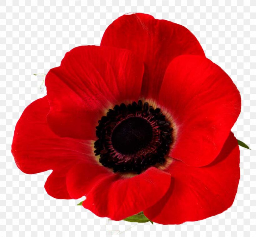 Remembrance Poppy Down To Earth Garden Flowers Common Poppy, PNG, 901x834px, Poppy, Anemone, Annual Plant, Anzac Day, Armistice Day Download Free