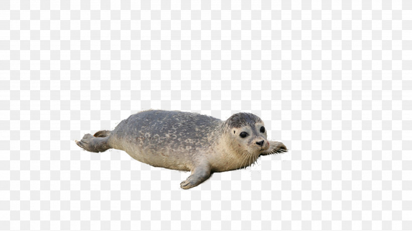 Seal Earless Seal Harbor Seal Snout Wildlife, PNG, 2970x1671px, Seal, Earless Seal, Harbor Seal, Snout, Wildlife Download Free