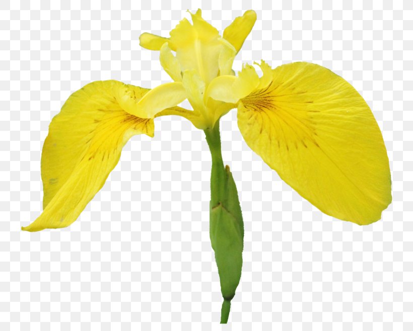 Cut Flowers Irises Clip Art, PNG, 800x658px, Flower, Animaatio, Cut Flowers, Flowering Plant, Garden Roses Download Free