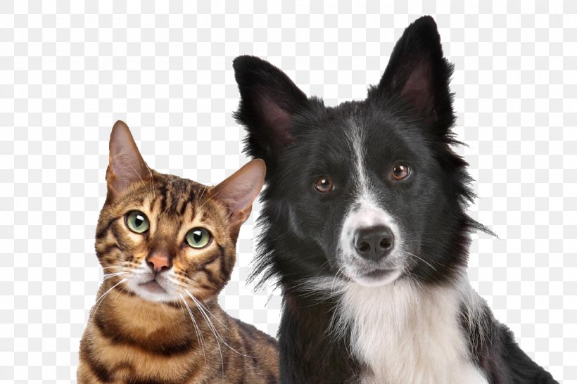 Dog–cat Relationship Dog–cat Relationship Kitten Pet, PNG, 1000x667px, Cat, Cat Like Mammal, Companion Dog, Dog, Dog Breed Download Free