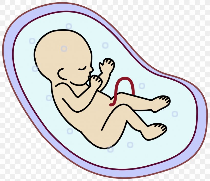 Embryo Fetus Uterus Clip Art, PNG, 2400x2072px, Watercolor, Cartoon, Flower, Frame, Heart Download Free