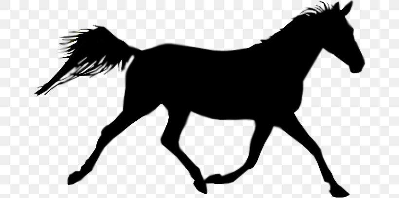 Foal Australian Stock Horse Equestrian Clip Art, PNG, 682x408px, Foal, Australian Stock Horse, Black, Black And White, Bridle Download Free