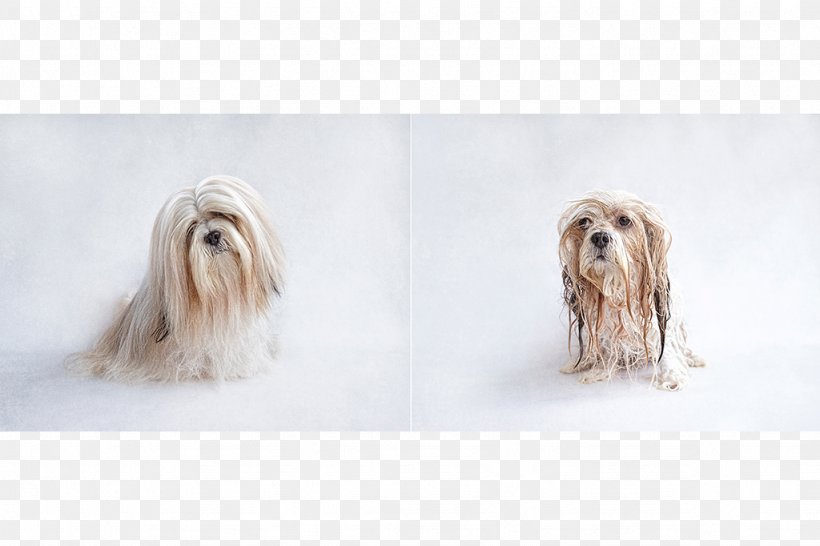 Lhasa Apso Puppy Dog Grooming Show Dog Pet, PNG, 1024x682px, Lhasa Apso, Animal, Bathing, Bathroom, Bearded Collie Download Free