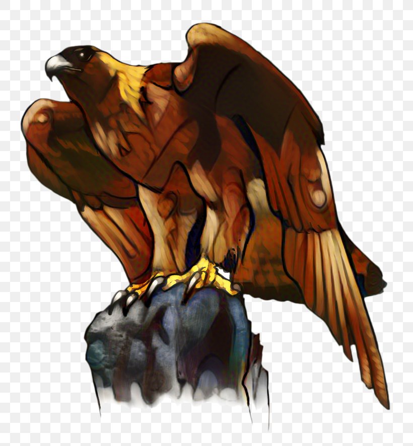Eagle Bird, PNG, 800x886px, Bald Eagle, Accipitridae, Beak, Bird, Bird Of Prey Download Free