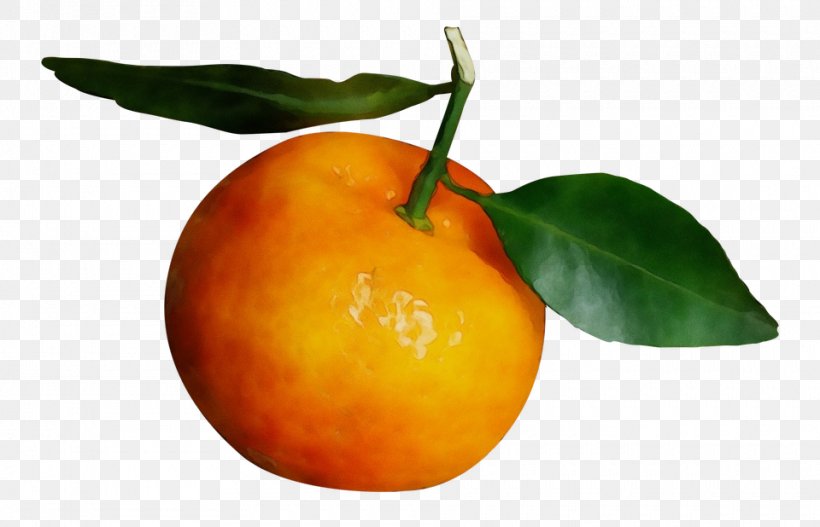 Orange, PNG, 960x618px, Watercolor, Citrus, Clementine, Food, Fruit Download Free