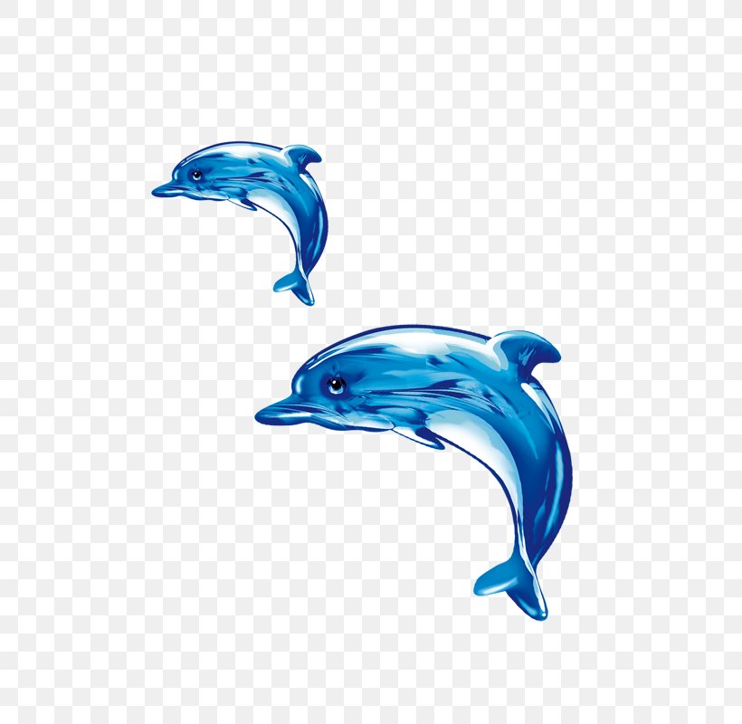 Common Bottlenose Dolphin Short-beaked Common Dolphin Tucuxi Wholphin, PNG, 800x800px, Common Bottlenose Dolphin, Beak, Blue, Bottlenose Dolphin, Cobalt Blue Download Free