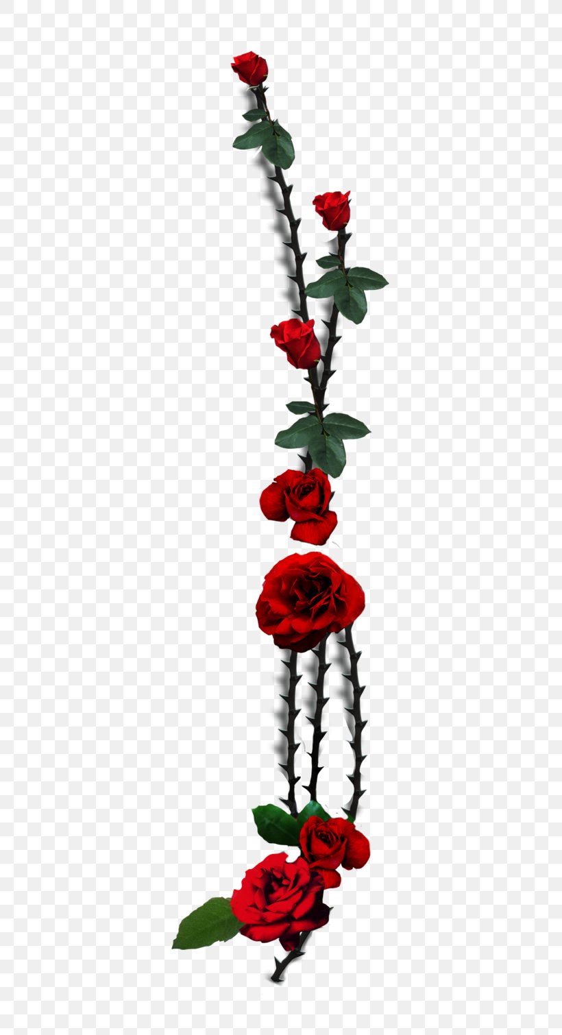 Garden Roses Thorns, Spines, And Prickles Plant Stem Vine, PNG, 529x1510px, Garden Roses, Art, Black, Cut Flowers, Flora Download Free