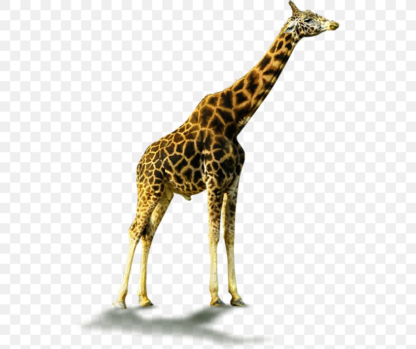 Northern Giraffe Deer Clip Art Image, PNG, 525x688px, Giraffe, Animal, Basabizitza, Deer, Eventoed Ungulates Download Free