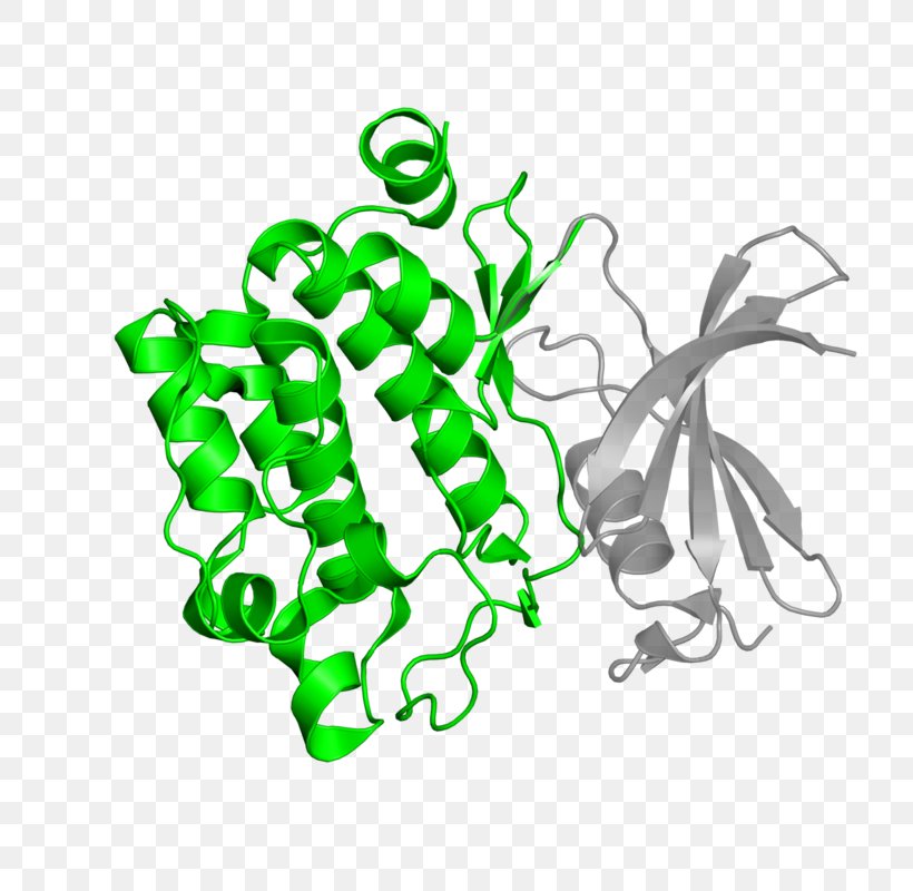 Serine/threonine-specific Protein Kinase Bioinformatics, PNG, 800x800px, Watercolor, Cartoon, Flower, Frame, Heart Download Free