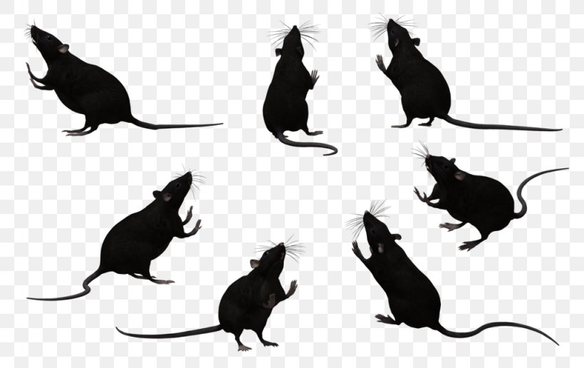 Whiskers Black Rat Laboratory Rat Mouse Rodent, PNG, 1024x645px, Whiskers, Animal, Beak, Bird, Black And White Download Free