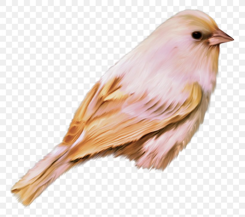 Bird Desktop Wallpaper Clip Art, PNG, 1024x910px, Bird, Beak, Computer, Emberizidae, Fauna Download Free