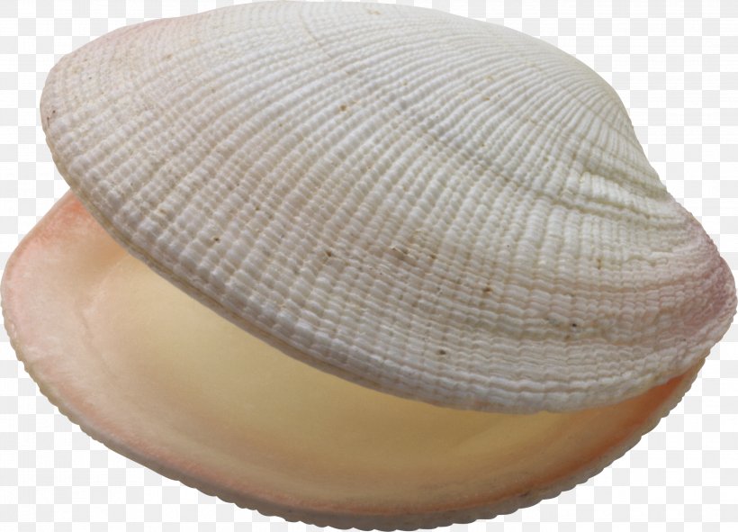 Bivalvia Seashell Oyster Mussel, PNG, 2685x1937px, Clam, Bivalvia, Cap, Clams Oysters Mussels And Scallops, Conch Download Free