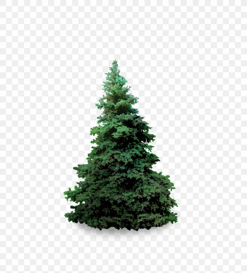 Blue Spruce Fir Plant Evergreen, PNG, 1447x1600px, Blue Spruce, Biome, Christmas Decoration, Christmas Ornament, Christmas Tree Download Free
