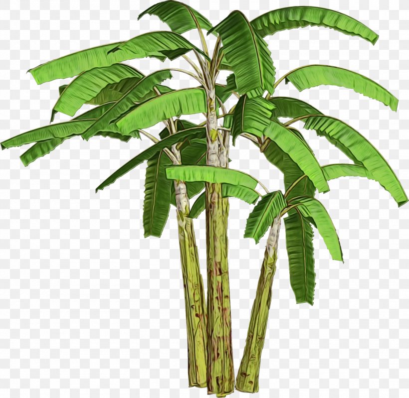 Coconut Sri Swanandaashrama, Aagara Plants Ganesha Palm Trees, PNG, 1510x1472px, Coconut, Arecales, Bamboo, Botany, Flower Download Free