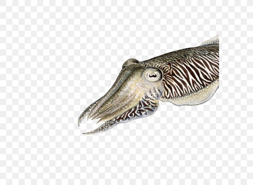 Cuttlefish Sea Of Japan Coleoids Biology, PNG, 600x600px, Cuttlefish, Beak, Biology, Cephalopod, Coleoids Download Free