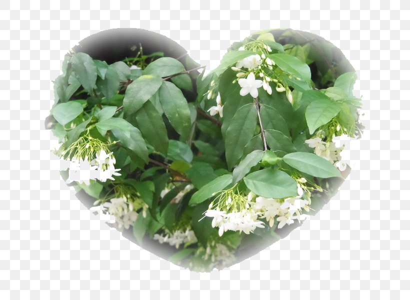 Flowerpot ดอกไม้ให้คุณ เพลงไทยเดิม Lam Nam Phen, PNG, 800x600px, Flower, Aglaia Odorata, Alstonia Scholaris, Flowerpot, Herb Download Free