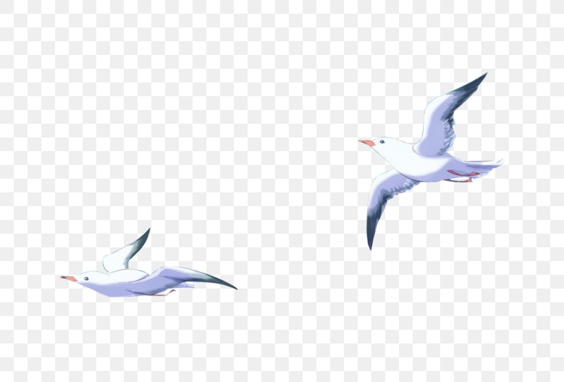 Large White-headed Gulls Water Bird Cygnini Goose, PNG, 700x556px, Large Whiteheaded Gulls, Beak, Bird, Charadriiformes, Cygnini Download Free