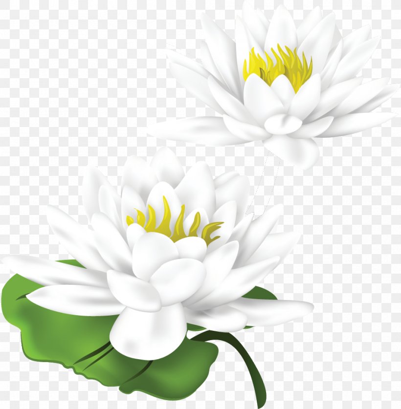 Nelumbo nucifera, còn được biết đến với tên gọi hoa sen, là một loài hoa lớn và đẹp với nhiều ý nghĩa đặc biệt trong văn hóa Á Đông. Hãy chiêm ngưỡng hình ảnh của hoa sen rực rỡ và hiện diện trong nhiều tác phẩm nghệ thuật và thần thoại truyền thống. 