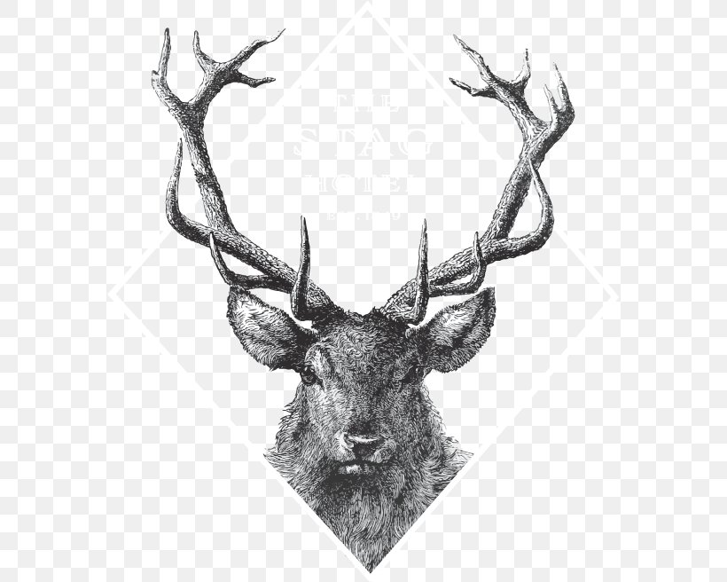 Red Deer Drawing Image Vector Graphics, PNG, 577x656px, Deer, Antler, Black And White, Drawing, Elk Download Free