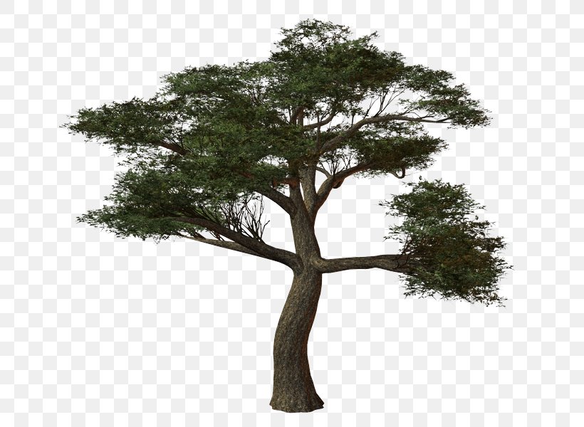 Tree Oak Shrub Mane, PNG, 658x600px, Tree, Branch, Guestbook, Hair, Houseplant Download Free