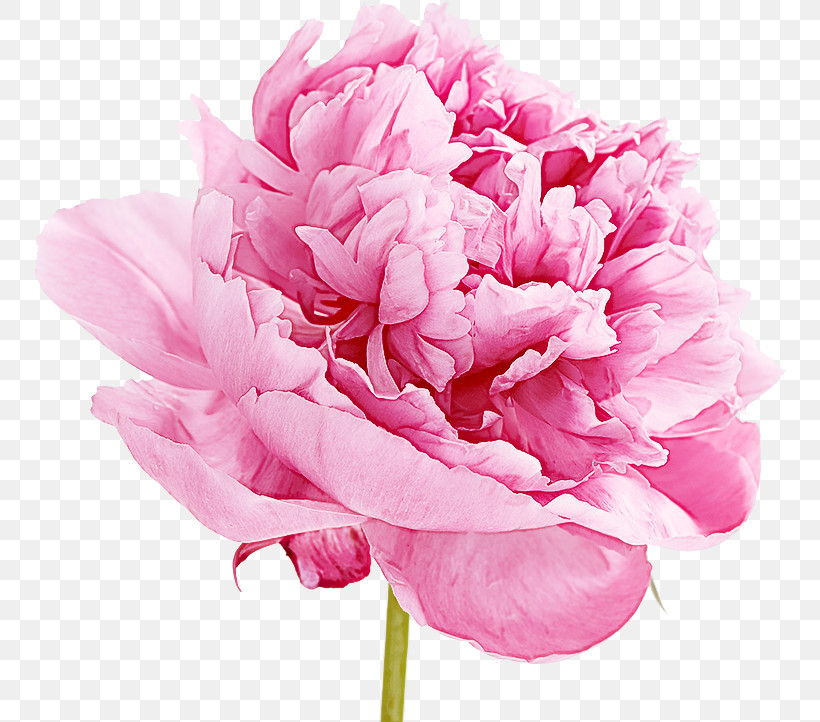 Flower Pink Petal Cut Flowers Common Peony, PNG, 754x722px, Flower, Chinese Peony, Common Peony, Cut Flowers, Peony Download Free