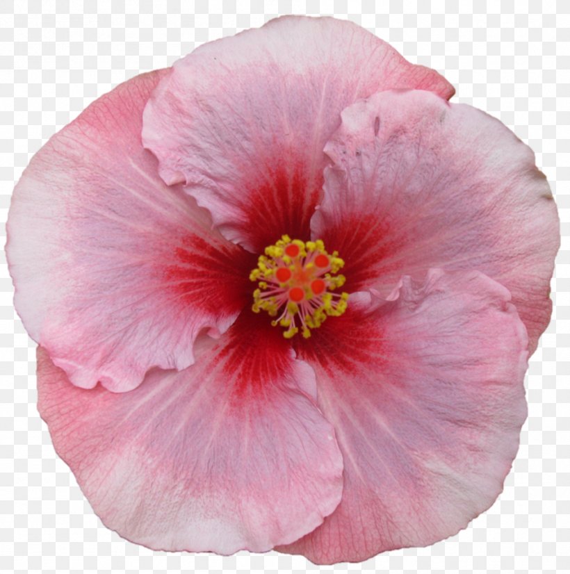 Shoeblackplant Mallows Annual Plant, PNG, 948x956px, Shoeblackplant, Annual Plant, China Rose, Chinese Hibiscus, Flower Download Free