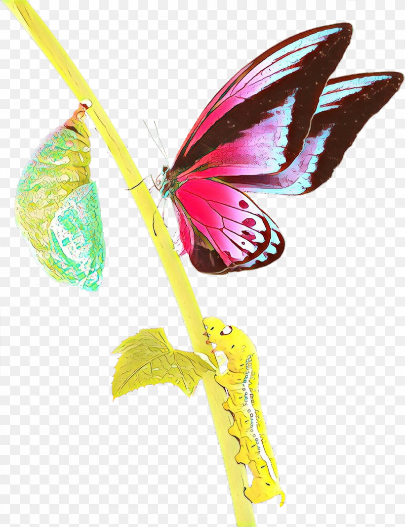 Pink Insect Butterfly Wing Plant, PNG, 1000x1300px, Pink, Anthurium, Butterfly, Flower, Insect Download Free