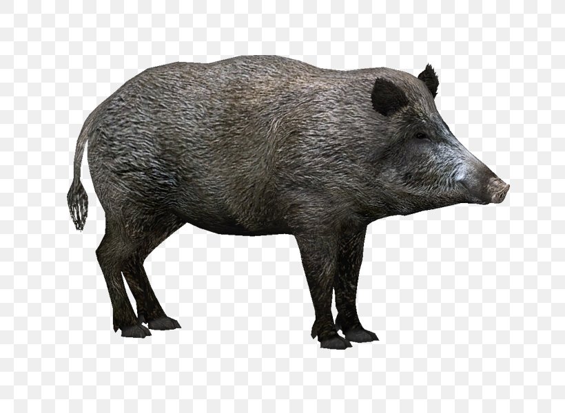Wild Boar Zoo Tycoon 2 Hogs And Pigs Clip Art, PNG, 800x600px, Wild Boar, Display Resolution, Fauna, Hogs And Pigs, Mammal Download Free