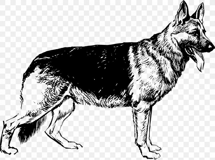 German Shepherd Puppy Drawing Clip Art, PNG, 2383x1770px, German Shepherd, American Kennel Club, Animal, Black And White, Carnivoran Download Free