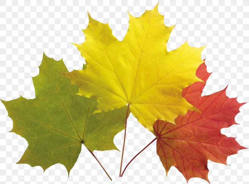 Maple Leaf Green Tree, PNG, 3473x2579px, Maple Leaf, Autumn, Child, Color, Daytime Download Free