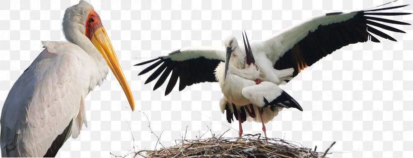 White Stork Bird Animal, PNG, 2403x922px, Bird, Beak, Ciconiiformes, Fauna, Feather Download Free