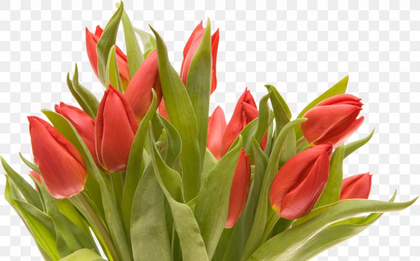 Flower Bouquet Tulip Cut Flowers, PNG, 1280x795px, Flower Bouquet, Bud, Cut Flowers, Floral Design, Floristry Download Free