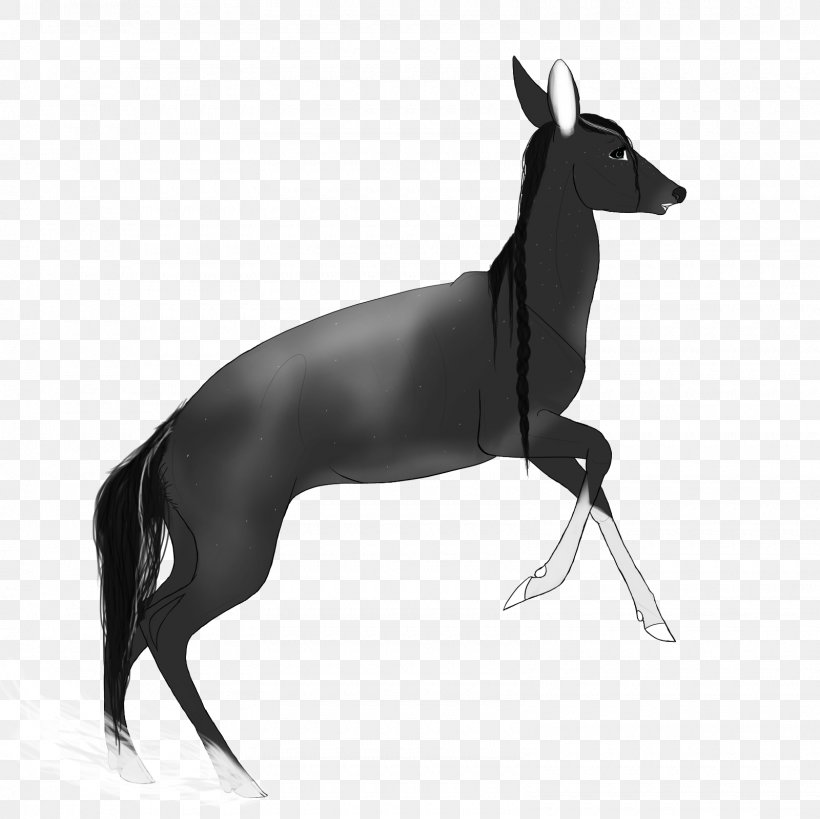 Italian Greyhound Whippet Spanish Greyhound Dog Breed, PNG, 1600x1600px, Italian Greyhound, Black, Black And White, Breed, Carnivoran Download Free