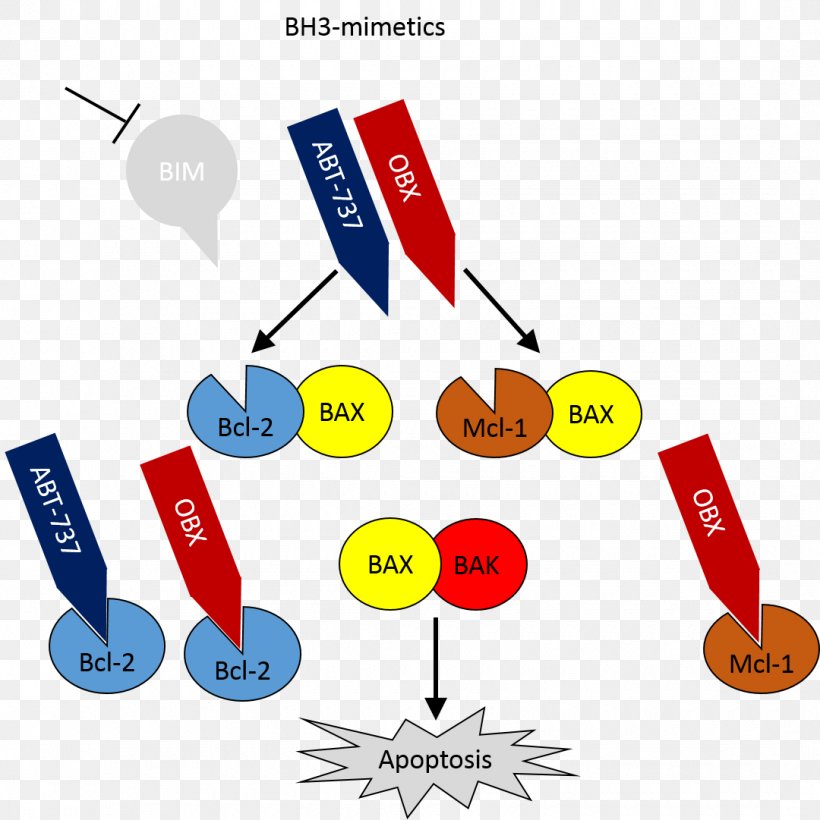 MCL1 Apoptosis Bcl-2 Family Folliculin, PNG, 1080x1081px, Apoptosis, Bcl2, Bcl2 Family, Bcl2l11, Bclxl Download Free