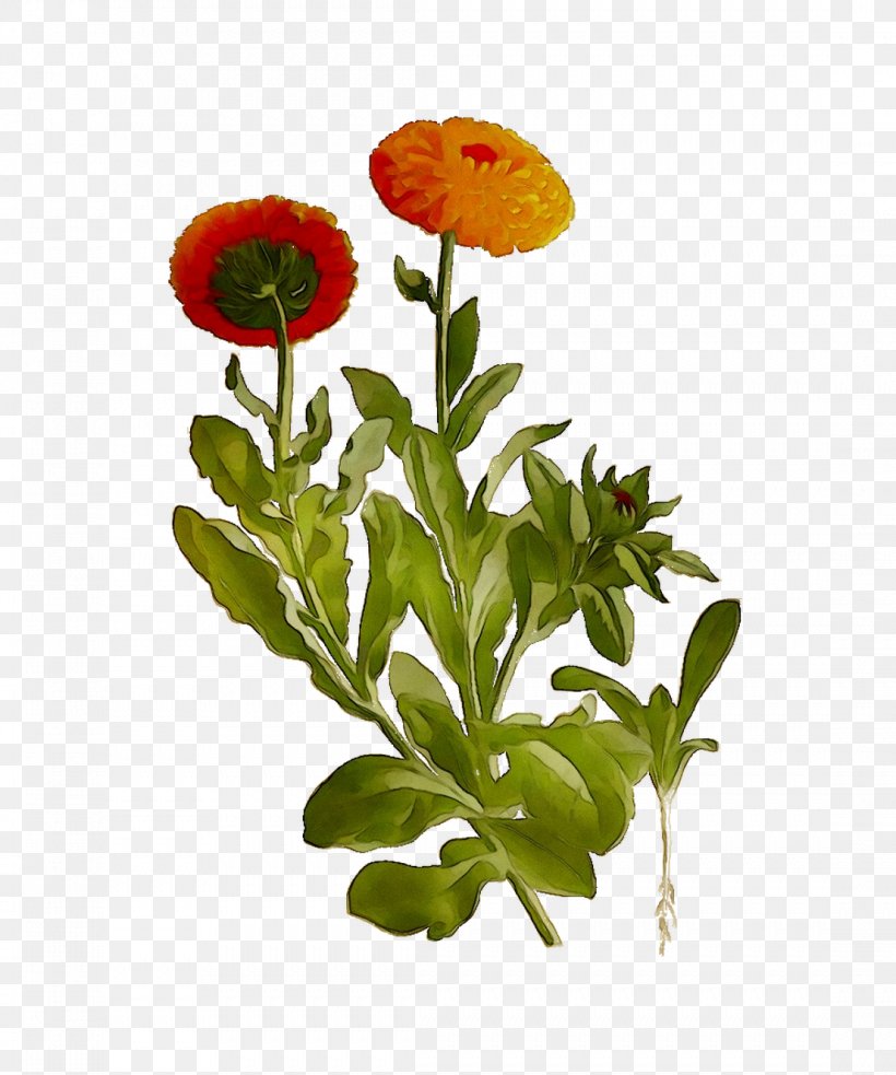 Pot Marigold Cut Flowers Plant Stem Annual Plant, PNG, 1107x1328px, Pot Marigold, Annual Plant, Botany, Cinquefoil, Cut Flowers Download Free