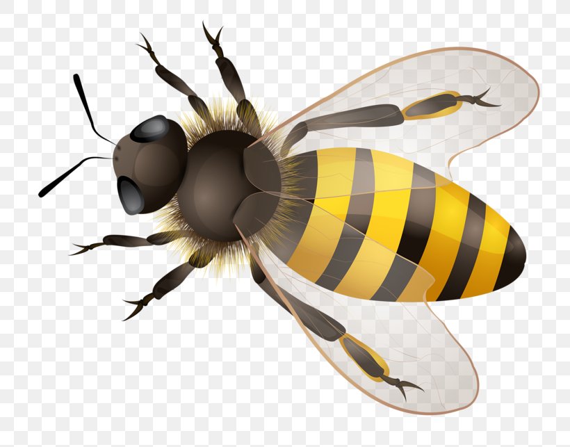 Western Honey Bee Illustration, PNG, 800x643px, Western Honey Bee, Arthropod, Bee, Beehive, Drawing Download Free