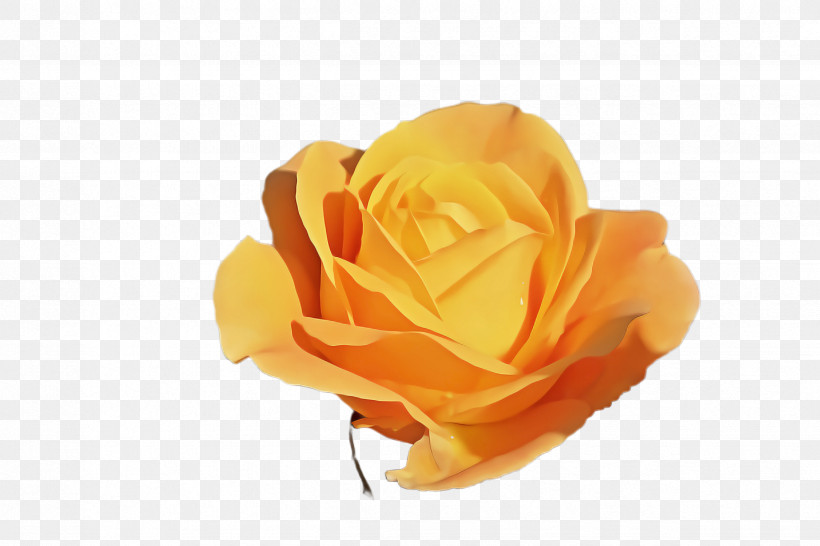 Garden Roses, PNG, 2448x1632px, Orange, Floribunda, Flower, Garden Roses, Hybrid Tea Rose Download Free
