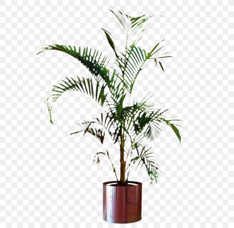 Palm Trees Flowerpot Houseplant Plant Stem Plants, PNG, 800x800px, Palm Trees, Arecales, Date Palm, Elaeis, Flower Download Free