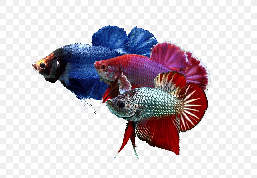 Siamese Fighting Fish Goldfish Breed Pet, PNG, 758x569px, Siamese Fighting Fish, Anabantoidei, Animal, Aquarium, Betta Download Free