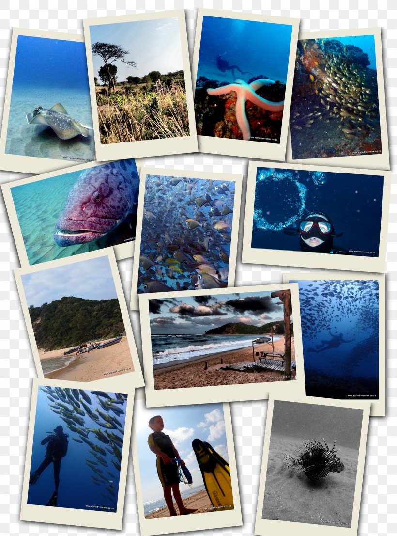 Alpha Dive Centre Scuba Diving Underwater Diving Collage Sodwana Bay, PNG, 2300x3103px, Alpha Dive Centre, Art, Collage, Paper, Photographic Paper Download Free