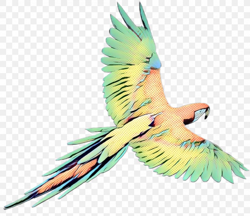 Bird Macaw Beak Parrot Parakeet, PNG, 997x863px, Bird, Animal, Beak, Blog, Budgie Download Free