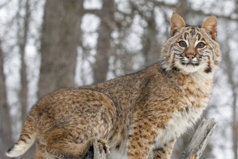 Bobcat Felidae Wildcat Cougar Deer, PNG, 1100x739px, Bobcat, Animal, Canada Lynx, Caracal, Carnivoran Download Free