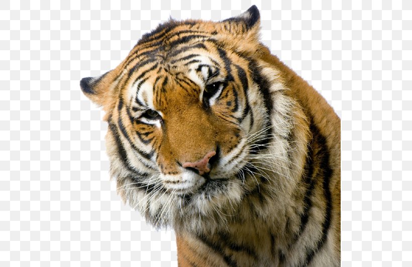 Cat French Bulldog Bengal Tiger White Tiger Tigers Roar!, PNG, 537x532px, Cat, Bengal Tiger, Big Cat, Big Cats, Carnivoran Download Free