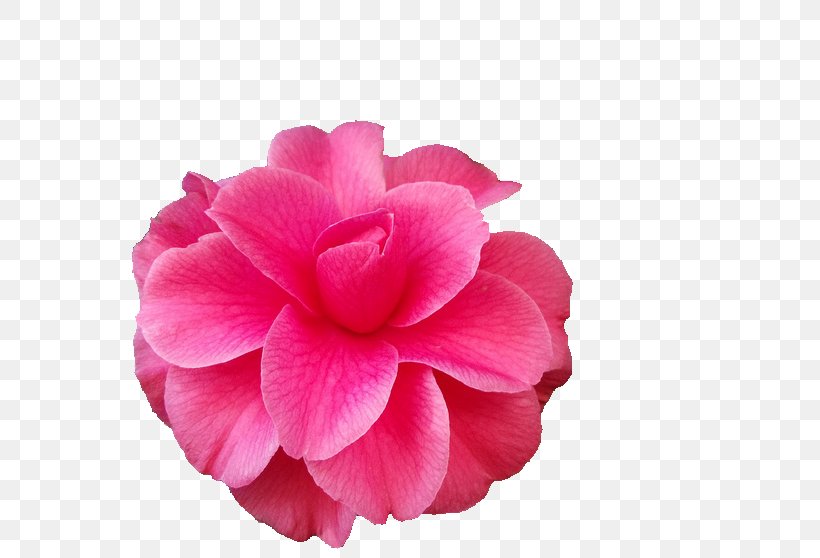 Flower Japanese Camellia The Best Camellias Petal Rose, PNG, 640x558px, Flower, Best Camellias, Camellia, Cut Flowers, Floral Emblem Download Free