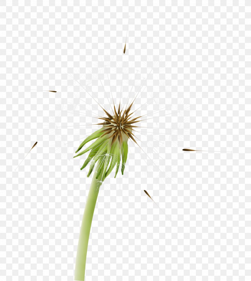 Dandelion Dandelion Flower Plant Grass Family, PNG, 2680x3000px, Watercolor, Dandelion, Flower, Flowering Plant, Grass Download Free