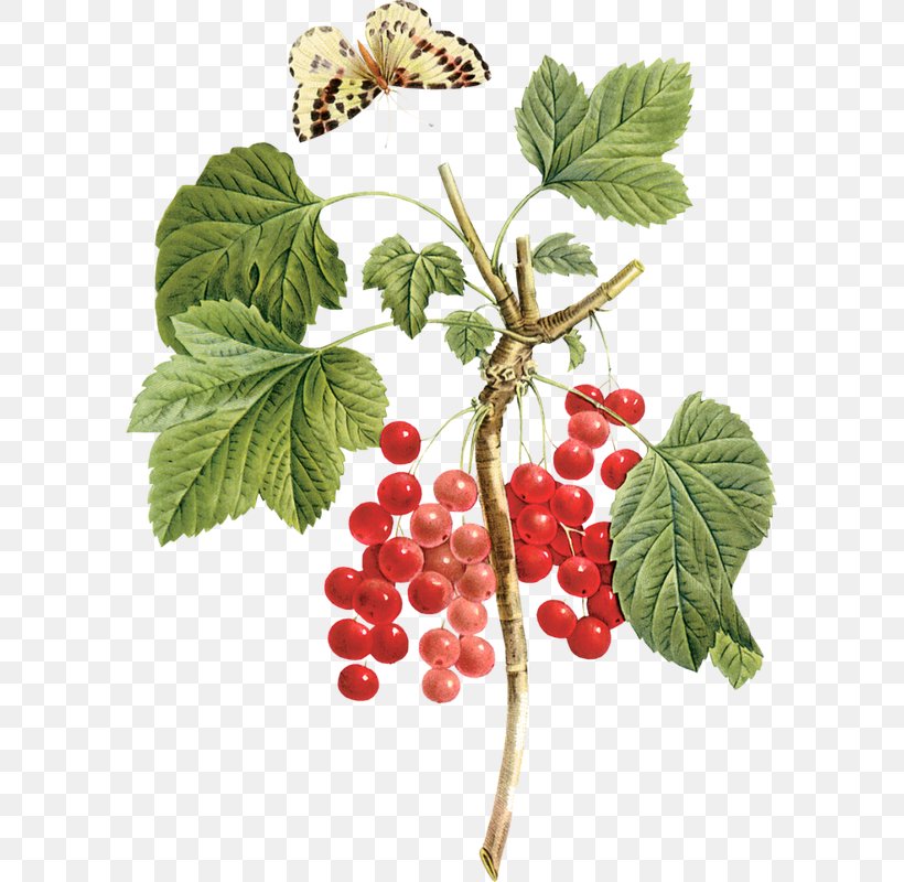 Gooseberry Raspberry Boysenberry Loganberry, PNG, 591x800px, Gooseberry, Auglis, Berry, Blackberry, Boysenberry Download Free