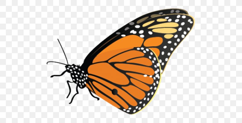 Monarch Butterfly Image Desktop Wallpaper Clip Art, PNG, 628x417px, Monarch Butterfly, Arthropod, Brushfooted Butterflies, Brushfooted Butterfly, Butterfly Download Free