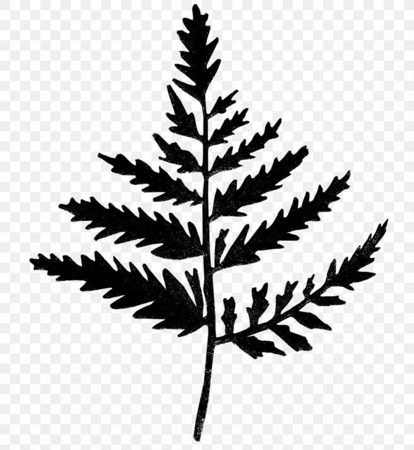 Plant Stem Leaf Twig Line Silhouette, PNG, 1178x1280px, Plant Stem, American Larch, Blackandwhite, Colorado Spruce, Fern Download Free