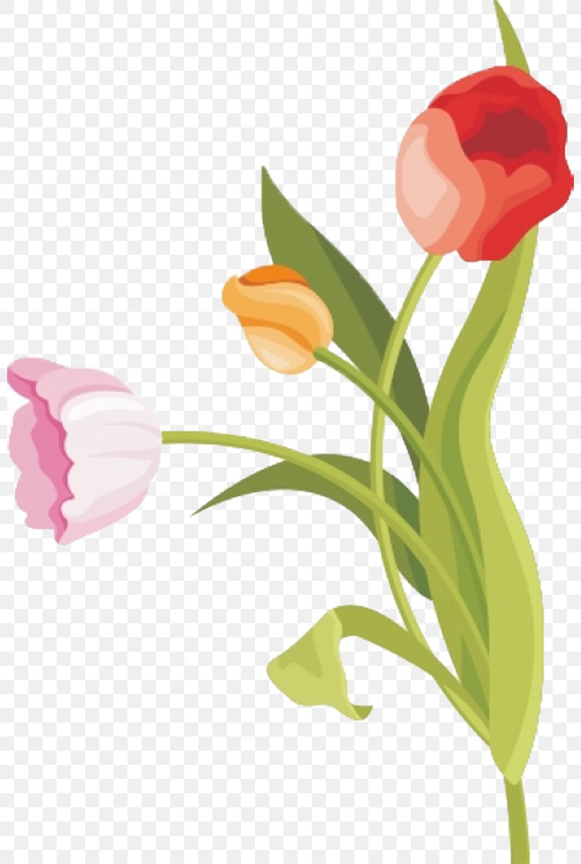 Tulip Vector Graphics Flower Watercolor Painting, PNG, 800x1220px, Tulip, Botany, Bud, Cdr, Cut Flowers Download Free
